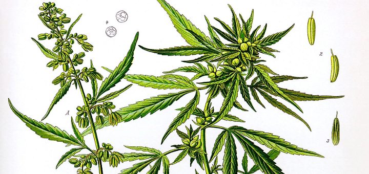Diferencias entre cannabis cannabinoides y cannabidiol